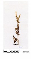藏品(波葉苔)的圖片